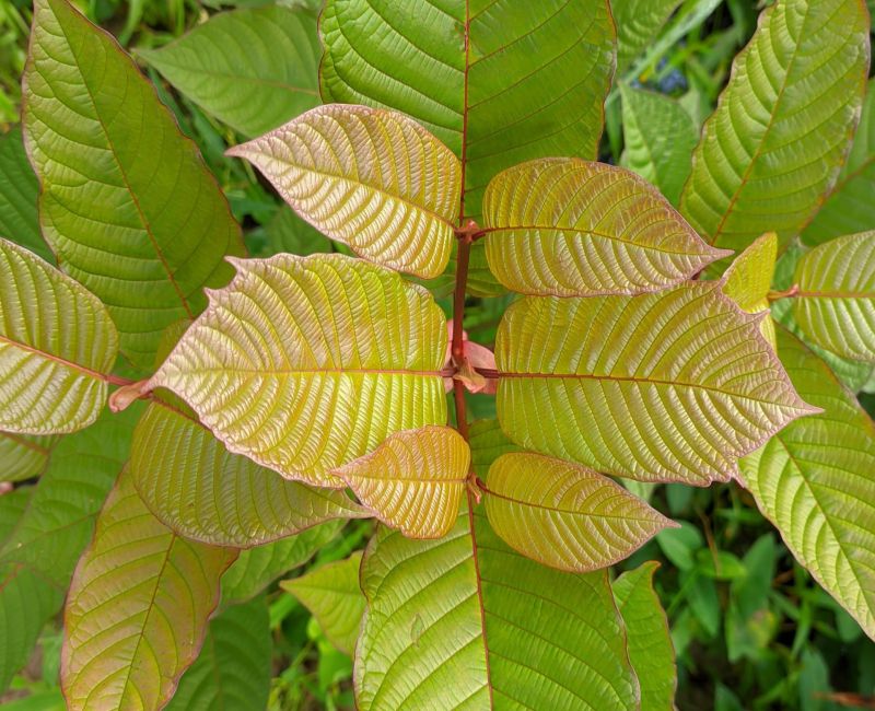 Discovering Excellence: Best Red Vein Kratom Selections